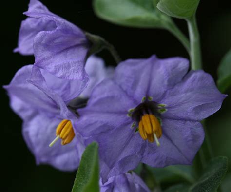 The Alluring Beauty of Blue Witch Nightshade's Deep Purple Berries